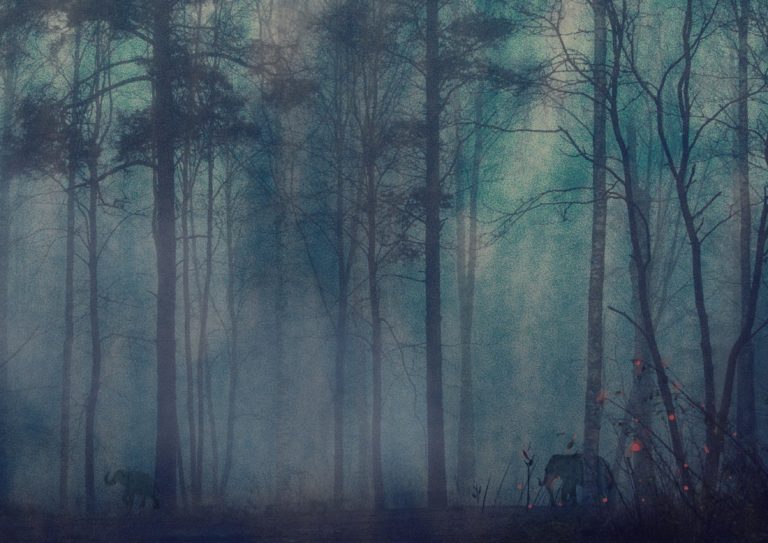 ELEPHANTS IN THE FOG